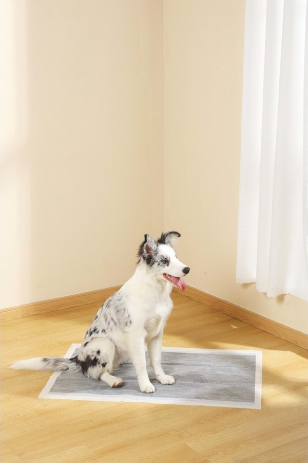 M-Pets Essential Karbonlu Yapışkanlı Çiş Pedi 60x90cm 10lu (2 Adet)