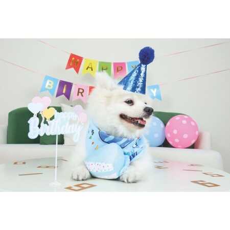 M-Pets Party Time Erkek Köpekler İçin Doğum Günü Seti - Thumbnail (3)