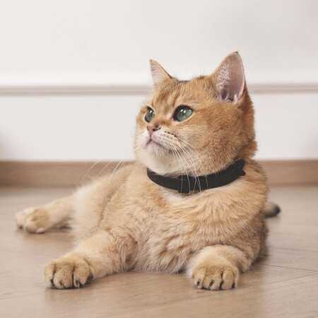 M-Pets Keep Calm Sakinleştirici Kedi Tasması Karışık Renkli (4 Adet) - Thumbnail (2)