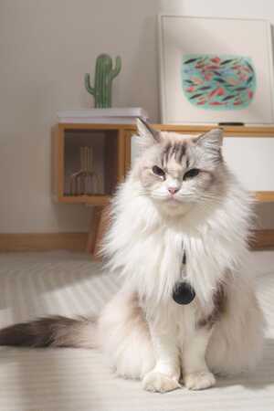 M-Pets Fearless Ultrasonik Pire ve Kene Kovucu Siyah - Thumbnail