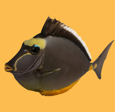 baslikmenu.png