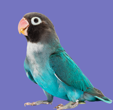 kusmenu.png
