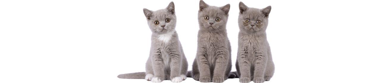 Kedi Kumu Fiyatları 2026 - En Uygun Kedi Kumları için Tam Rehber