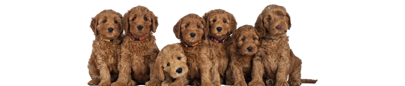 Yavru Köpek Maması: Irka ve Yaşa Göre Nasıl Seçilir?