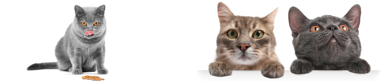 Yaz Dönemi Kedi Bakım Rehberi ve Kedi Maması Önerileri