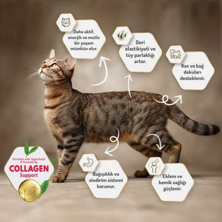 Felicia Düşük Tahıllı Kolajenli Hipoalerjenik Kuzu Etli Yetişkin Kedi Maması 2kg - Thumbnail