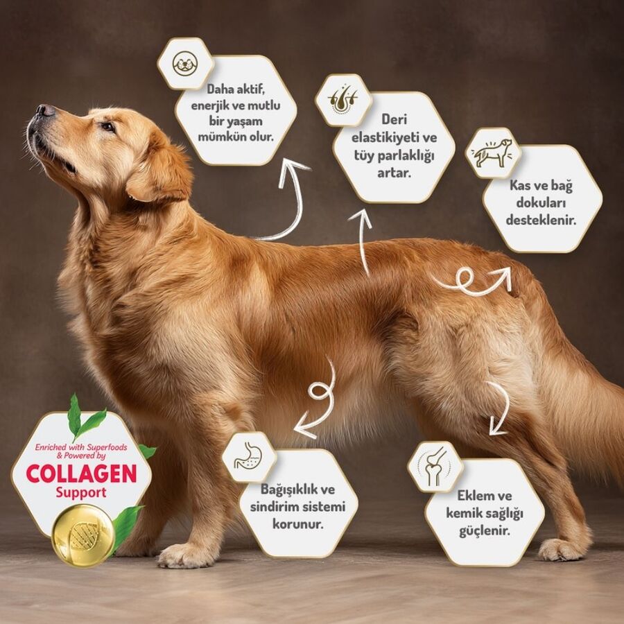 Felicia Düşük Tahıllı Hipoalerjenik Somonlu Orta ve Büyük Irk Yetişkin Köpek Maması 15kg Felicia Düşük Tahıllı Hipoalerjenik Somonlu Orta ve Büyük Irk Yetişkin Köpek Maması 15kg