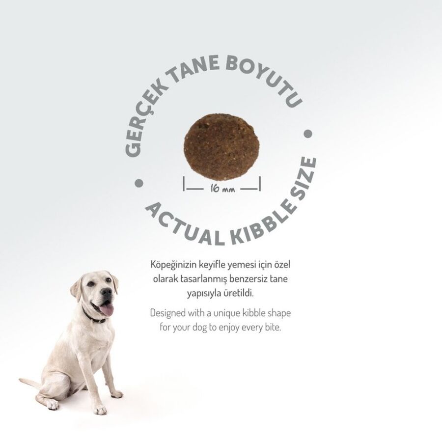 Felicia Düşük Tahıllı Hipoalerjenik Somonlu Orta ve Büyük Irk Yetişkin Köpek Maması 15kg Felicia Düşük Tahıllı Hipoalerjenik Somonlu Orta ve Büyük Irk Yetişkin Köpek Maması 15kg