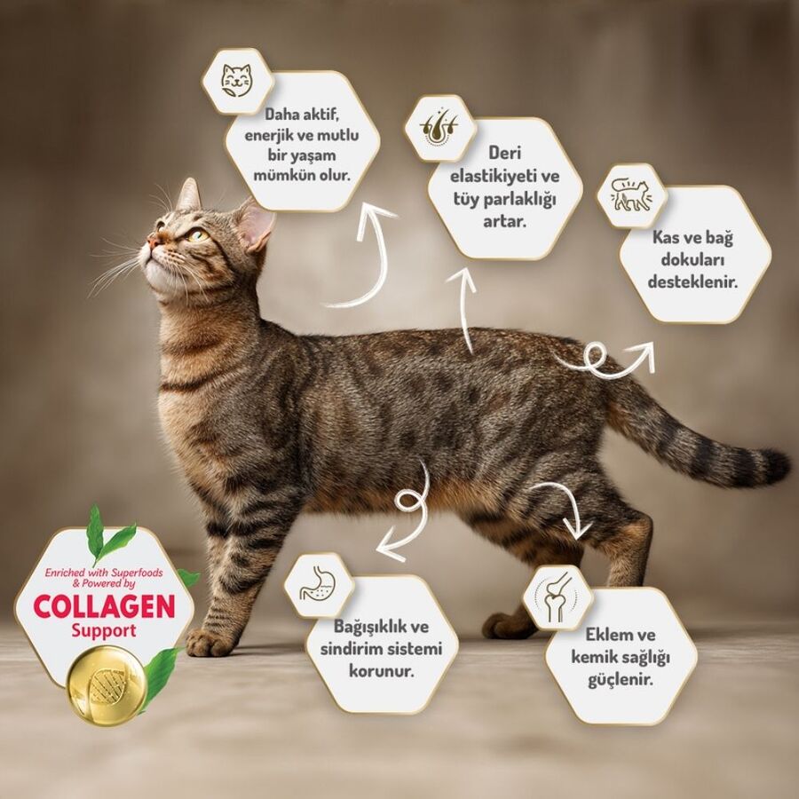 Felicia Düşük Tahıllı Hipoalerjenik Tavuklu Kısırlaştırılmış Yaşlı ve Yetişkin Kedi Maması 12kg