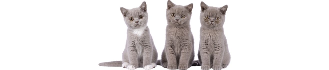 Kedi Kumu Fiyatları 2026 - En Uygun Kedi Kumları için Tam Rehber