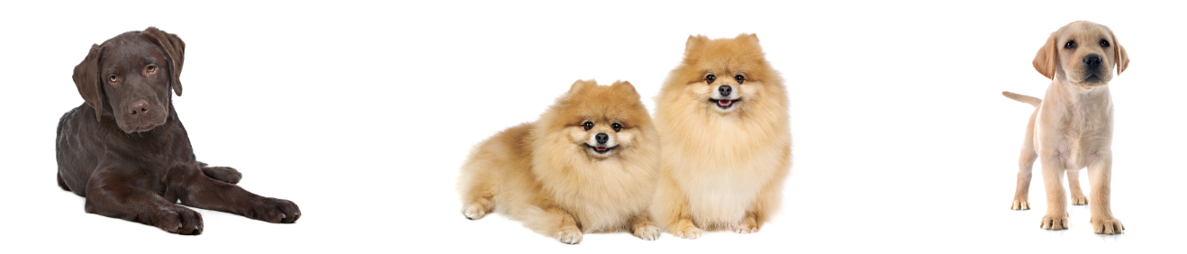 Köpeğiniz İçin Doğru Mama Nasıl Seçilir?