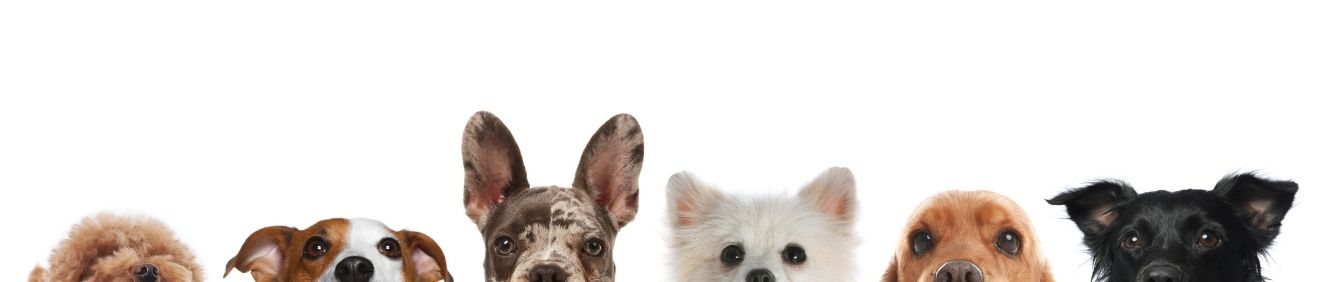 Köpek Maması Satın Al: Doğru Seçim İçin Bilmen Gereken Her Şey