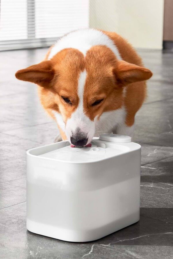 Pawgether Pure 4S Otomatik Su Sebili 2.5lt