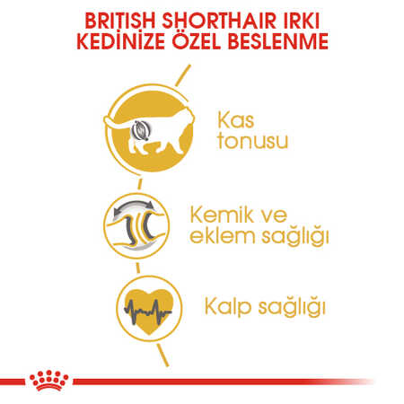 Royal Canin British Shorthair Adult Yetişkin Kedi Maması 10kg - Thumbnail (2)