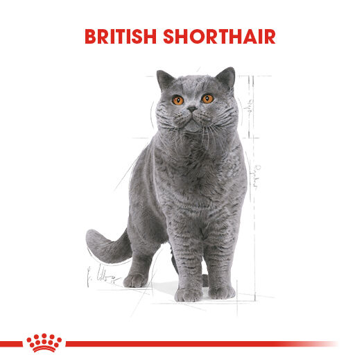 Royal Canin British Shorthair Adult Yetişkin Kedi Maması 2kg - 4