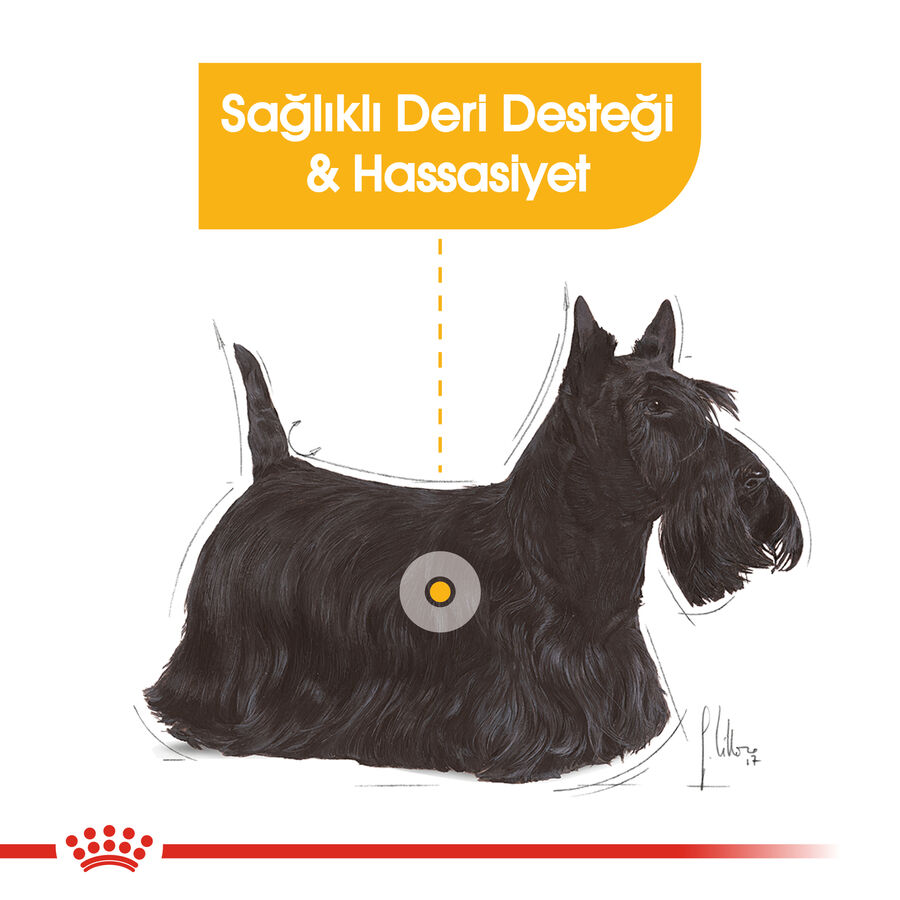 Royal Canin Dermacomfort Hassas Derili Yetişkin Köpek Konservesi 12x85gr (12li)