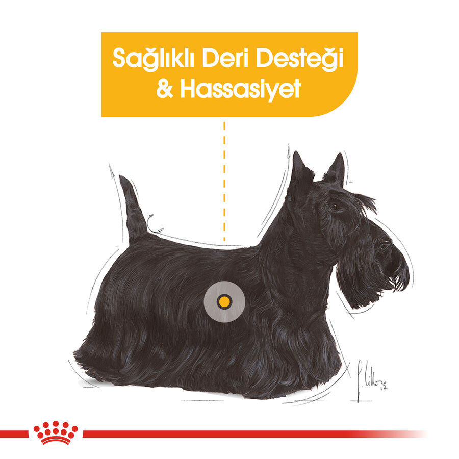 Royal Canin Dermacomfort Hassas Derili Köpek Konservesi 12x85gr 12li