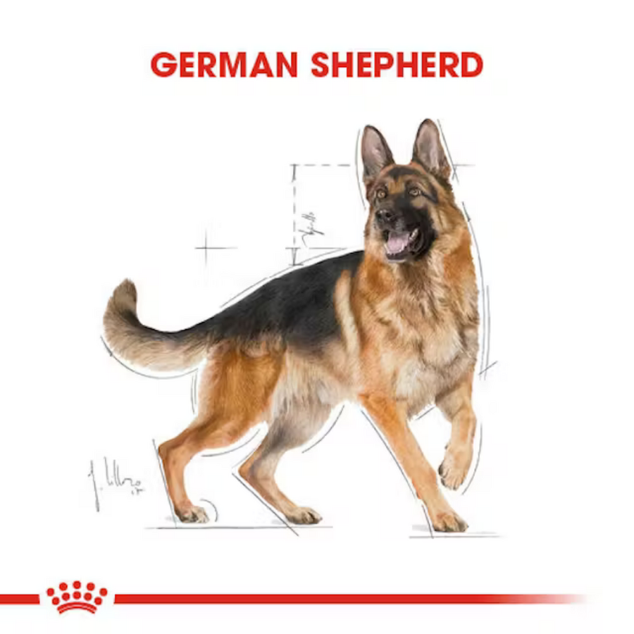 Royal Canin German Shepherd Alman Kurdu Yetişkin Köpek Maması 11kg