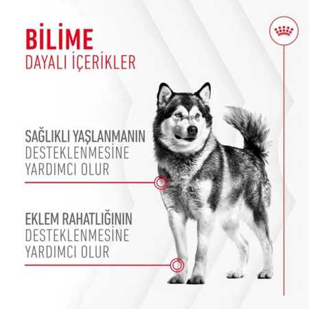 Royal Canin Eklem ve Sağlıklı Yaşlanma Destekleyici Köpek Ödülü 240gr - Thumbnail (1)