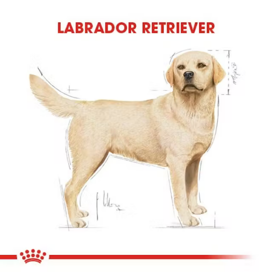 Royal Canin Labrador Retriever Yetişkin Köpek Maması 12kg