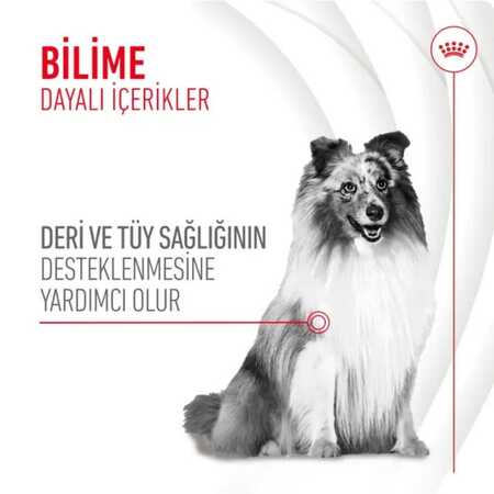 Royal Canin Deri ve Tüy Sağlığı Destekleyici Köpek Ödülü 240gr - Thumbnail (1)