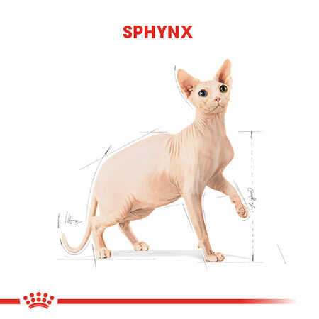 Royal Canin Sphynx Sfenks Irkı Yetişkin Kedi Maması 2kg - Thumbnail