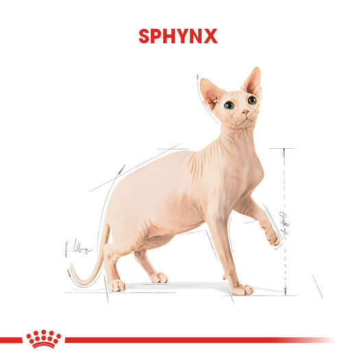 Royal Canin Sphynx Sfenks Irkı Yetişkin Kedi Maması 2kg