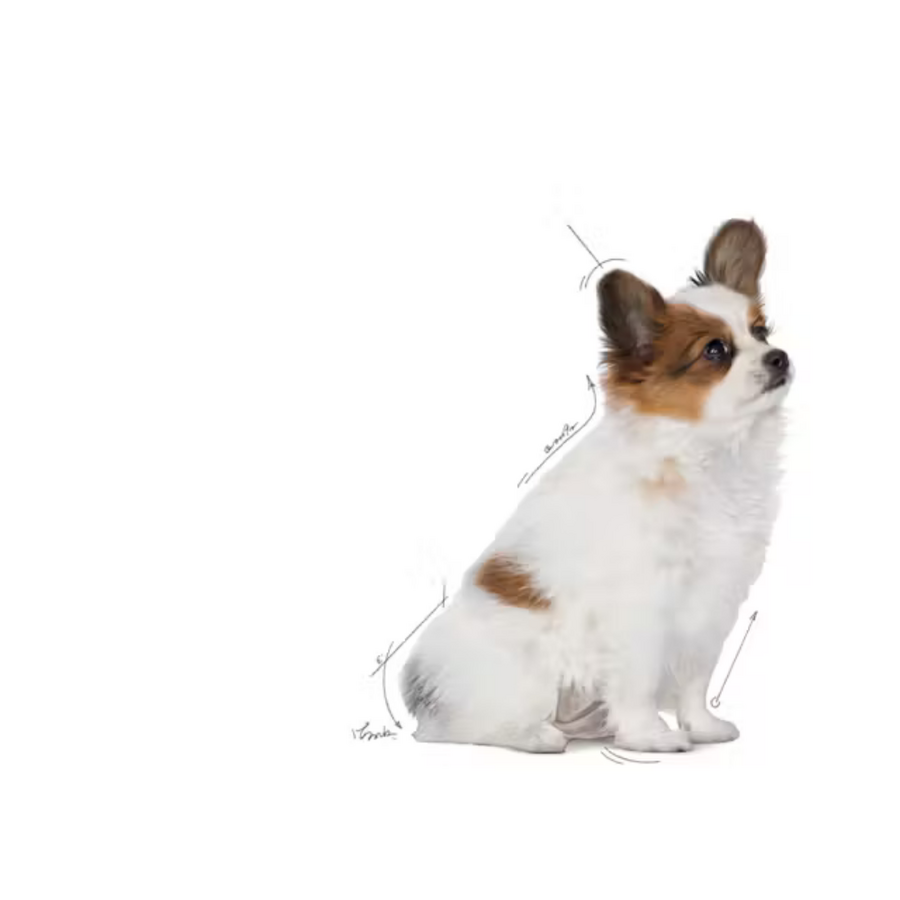 Royal Canin X-Small Küçük Irk Yavru Köpek Maması 3kg