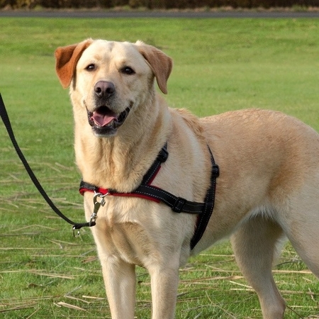 Trixie Köpek Yürüyüş Eğitim Göğüs Tasması 45-70cm (S/M) - Thumbnail (1)