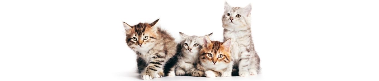 Ucuz Kedi Maması Seçerken Sağlıktan Ödün Vermeyin!
