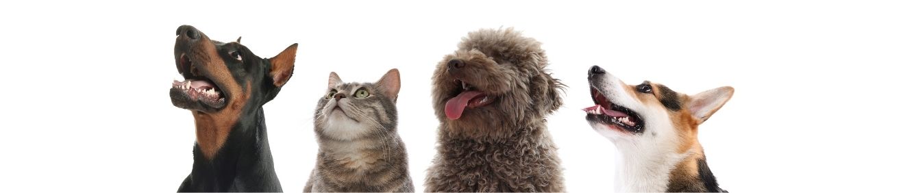 Yaz Döneminde Kedi ve Köpeklerde Tüy Dökülmesini Azaltan Bakım Rehberi