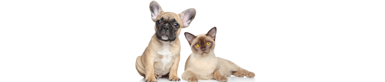 Yazın Kedim ve Köpeğim Neden Az Su İçiyor?
